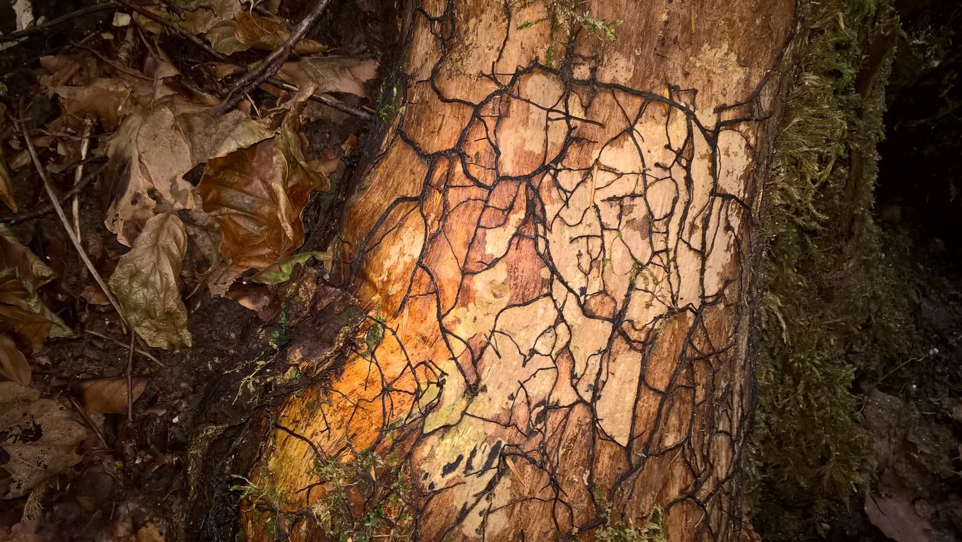 Wanderungen & Ausflüge