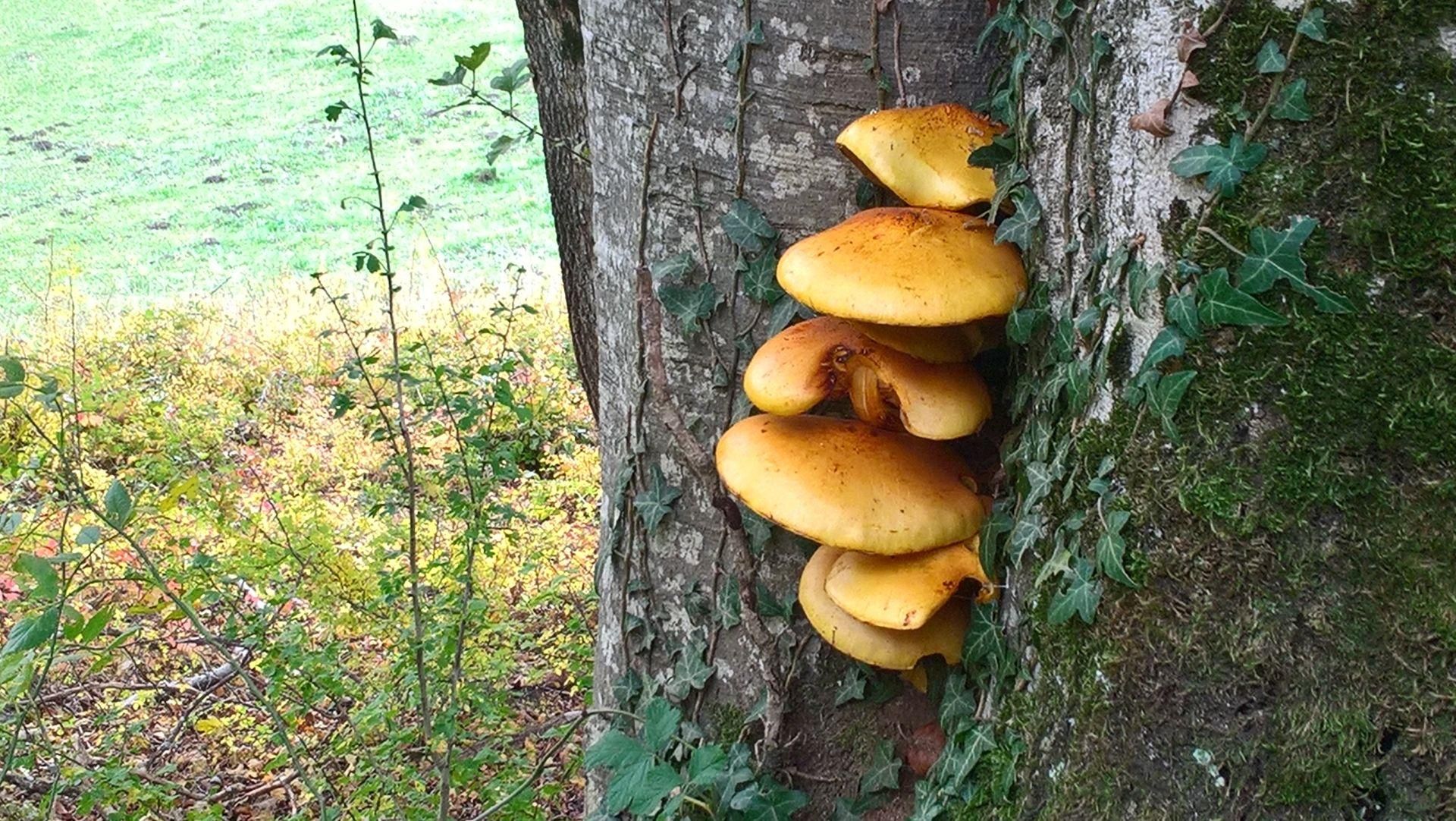 Wanderungen & Ausflüge